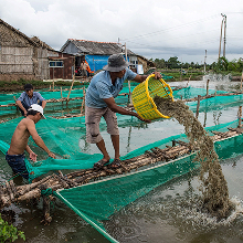 Shrimp Farming